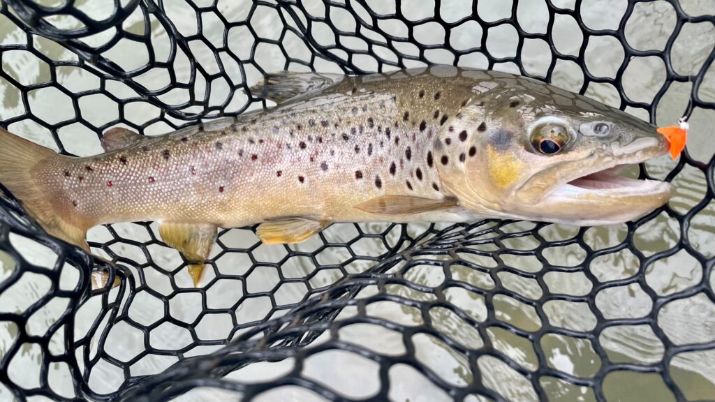 wild brown trout
