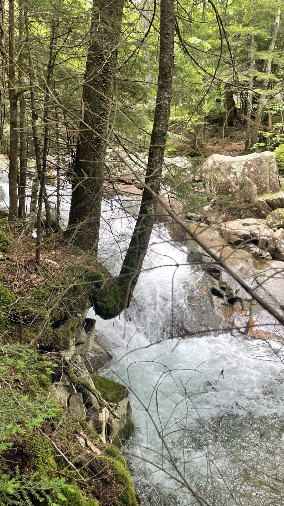 Brook trout stream