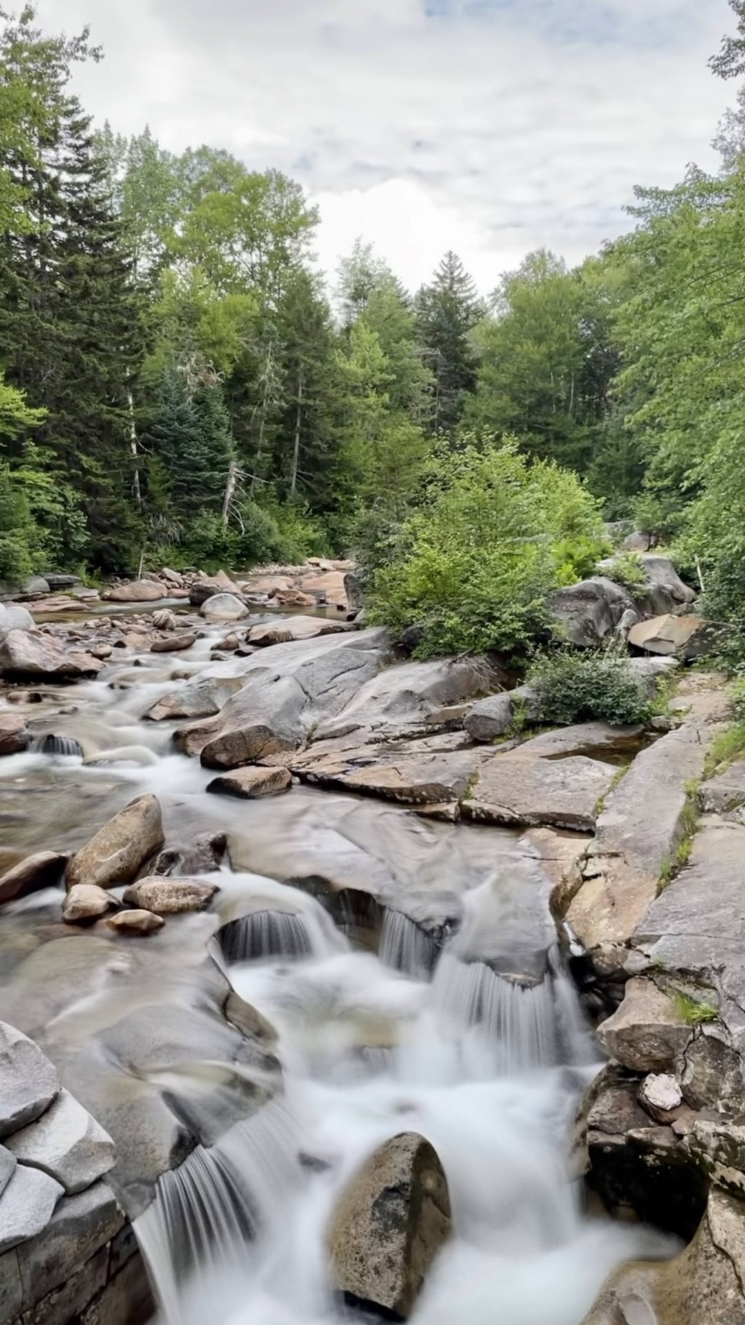 Brook trout stream