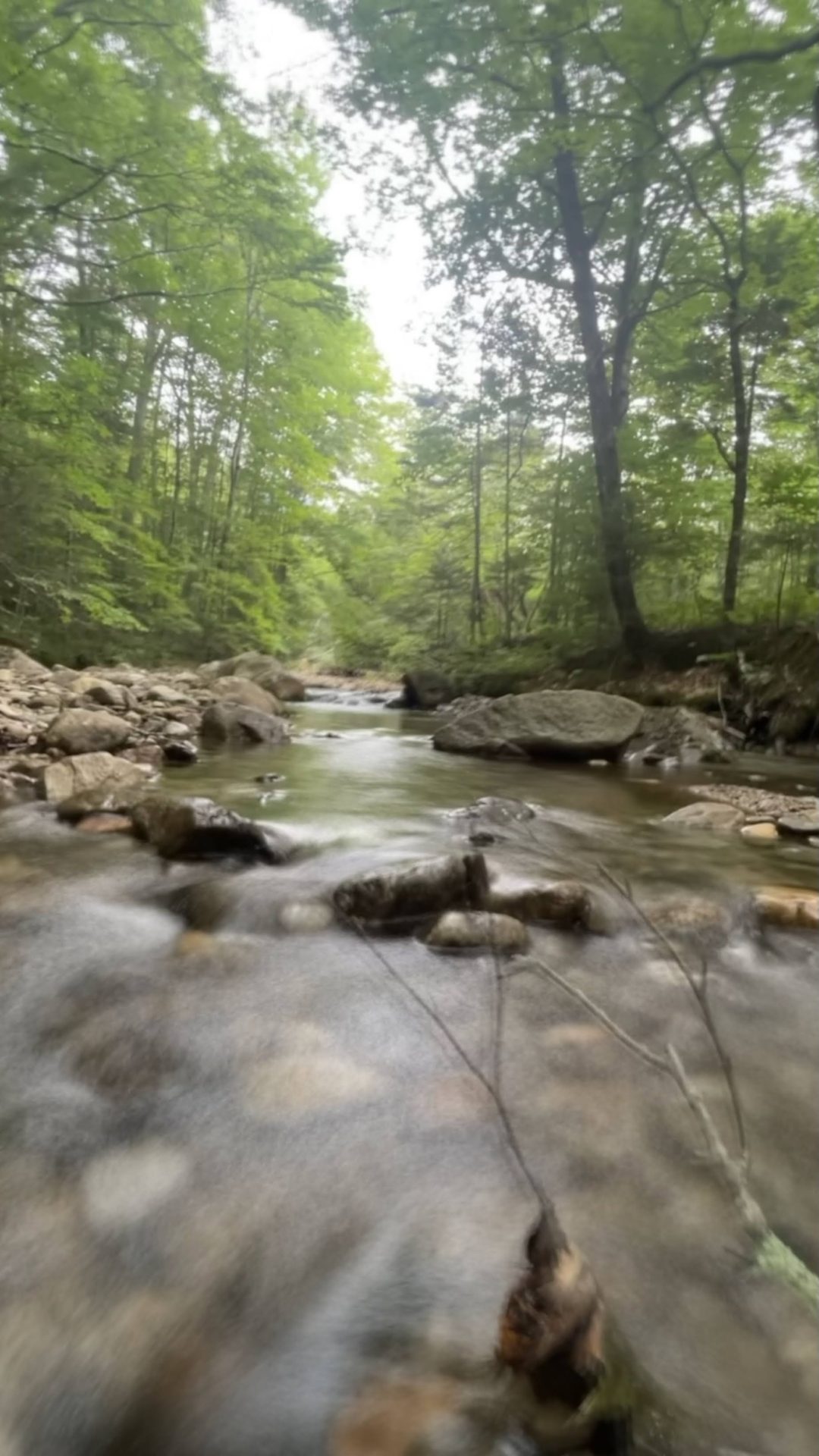 brook trout stream