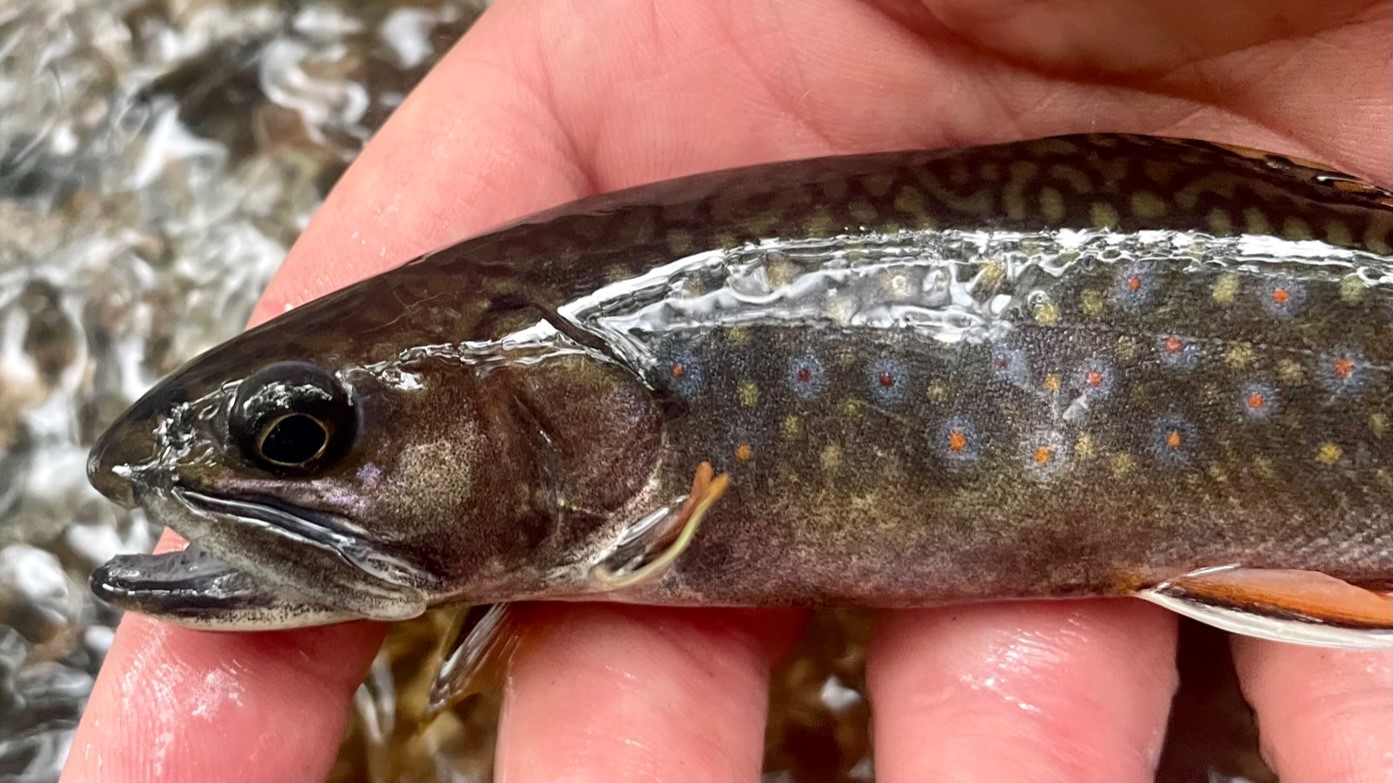 Native Brook Trout Fishing Is Stepping Back In Time Troutstrike Com