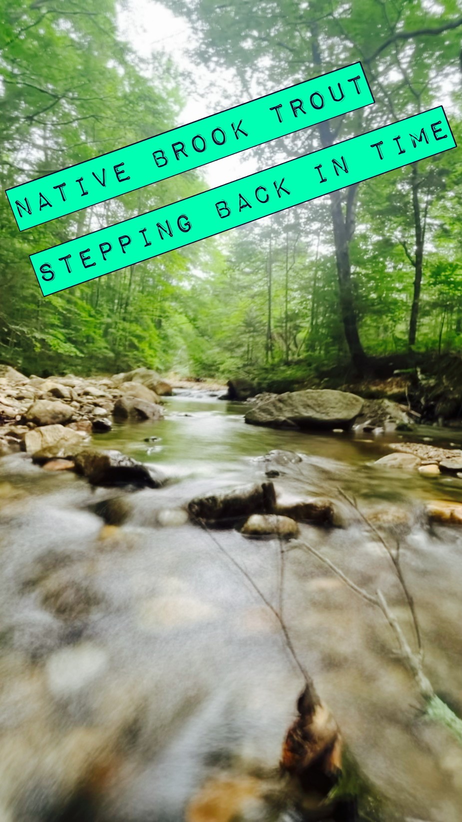 brook trout stream