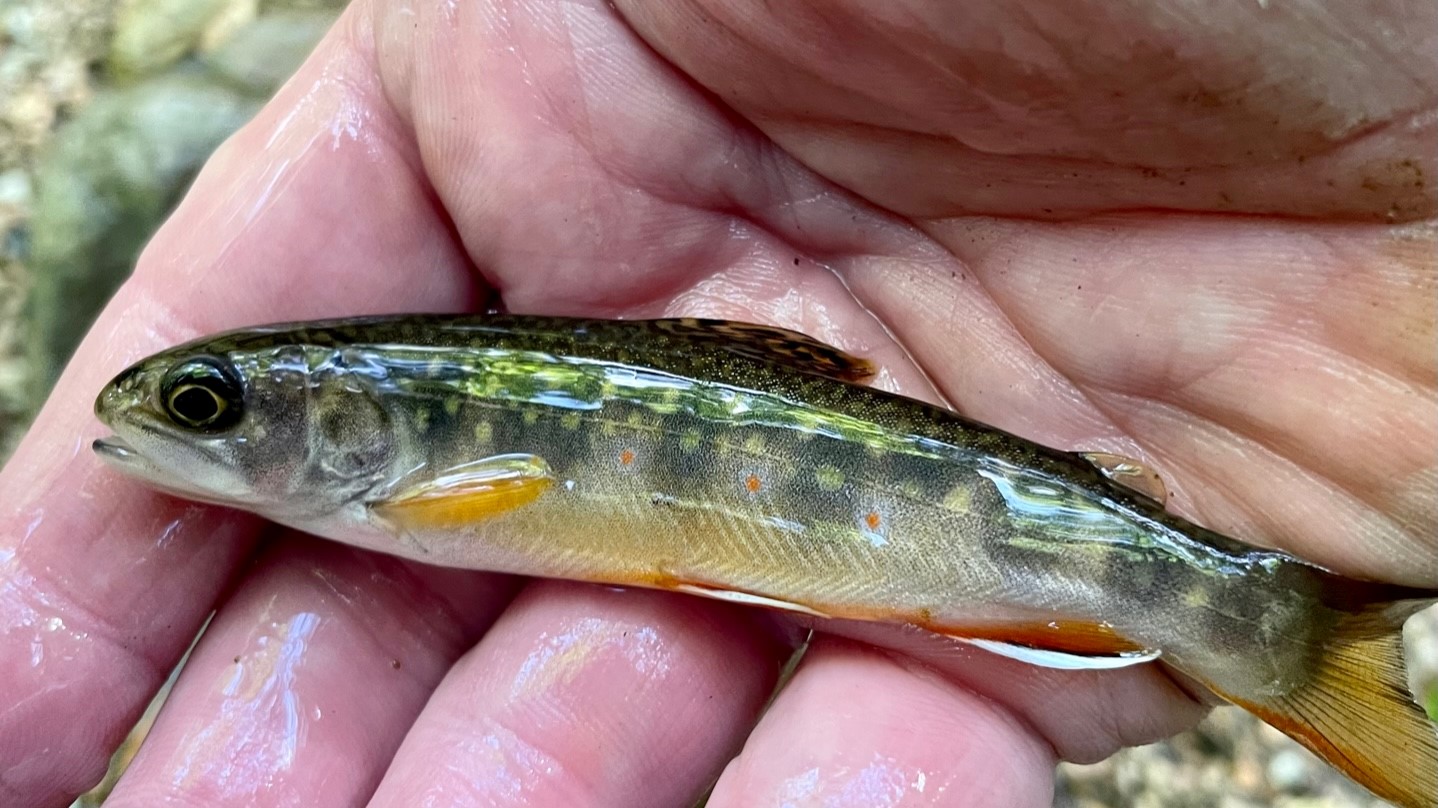 brook trout