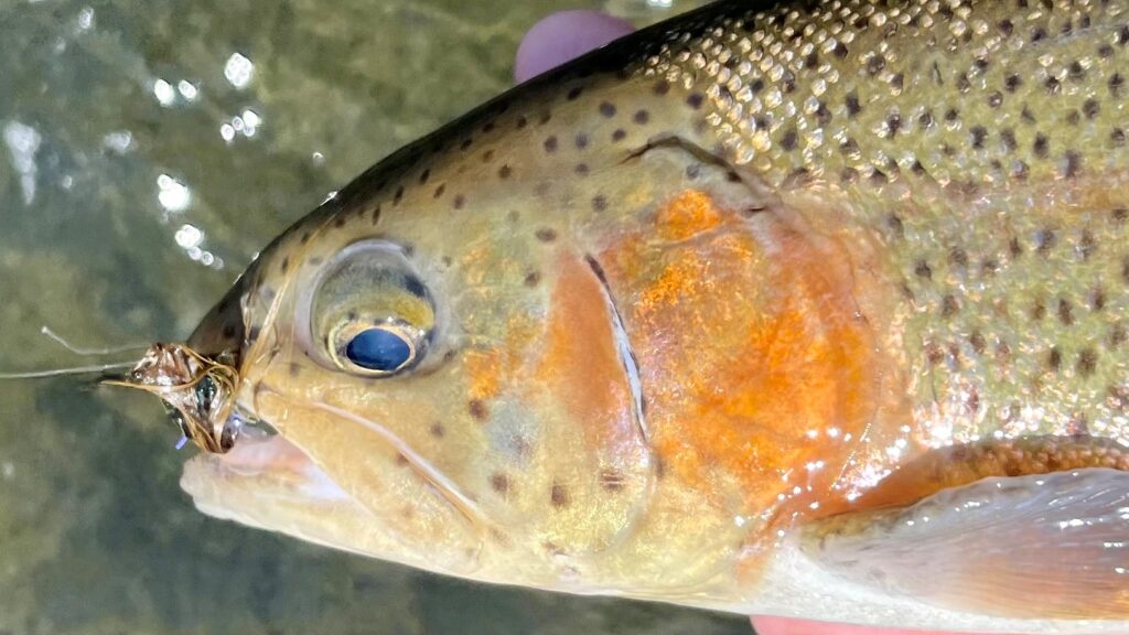 jig streamer