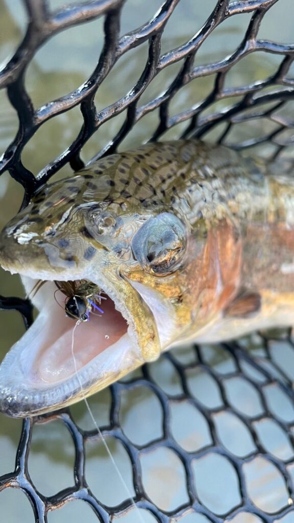 jig streamer