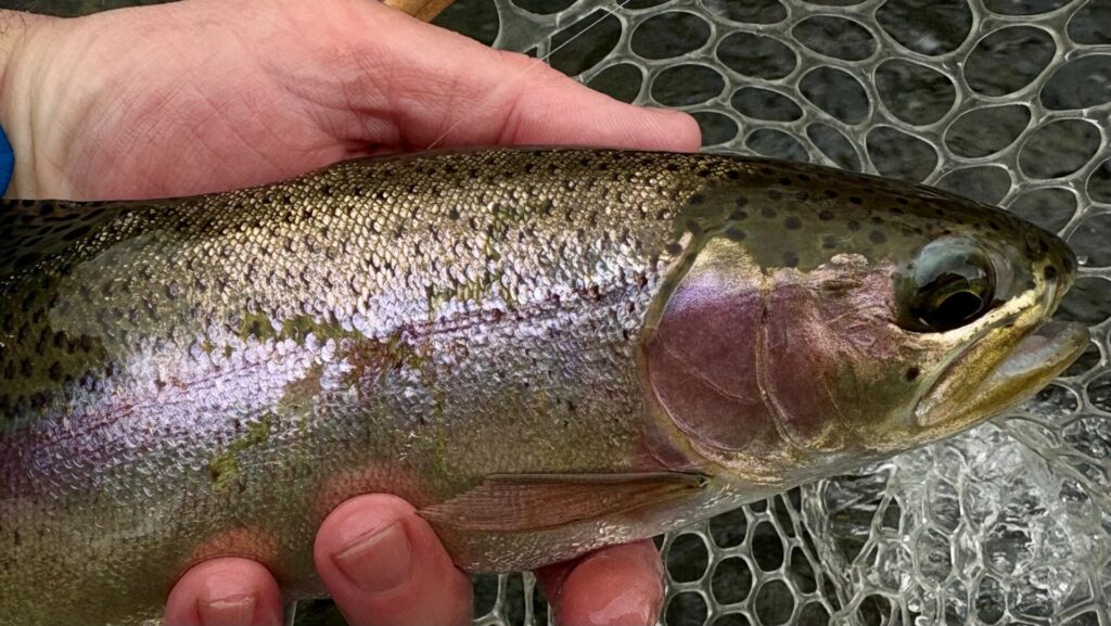 rainbow trout