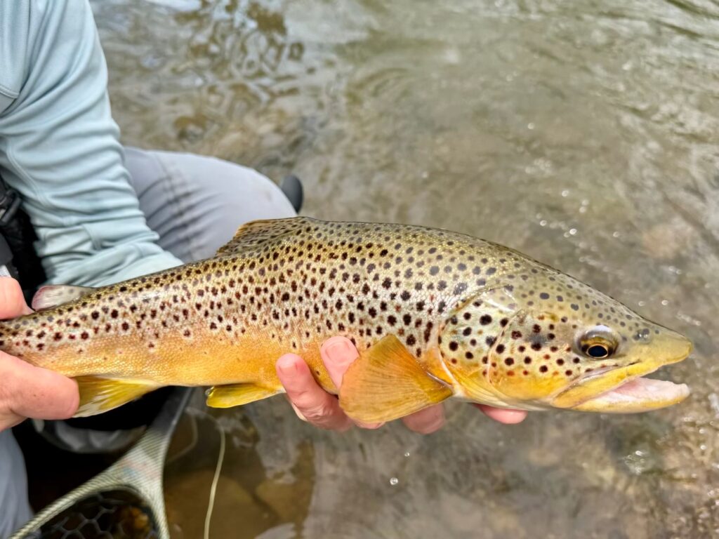 large wild brown trout