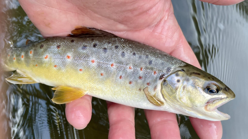 small wild brown trout
